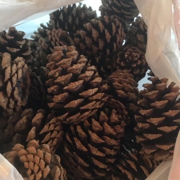 Pinecone Bundle of Montana Pinecones for crafting - Picture 7 of 7